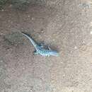 Image of Angola Dwarf  Gecko