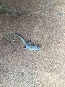 Image of Angola Dwarf  Gecko