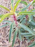 Image de Penstemon grinnellii subsp. scrophularioides (M. E. Jones) Munz