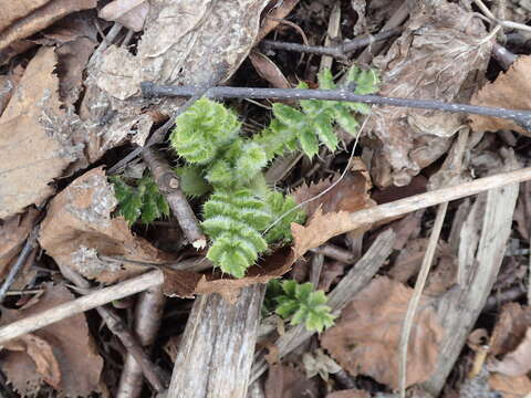 Слика од Cirsium kamtschaticum Ledeb. ex DC.