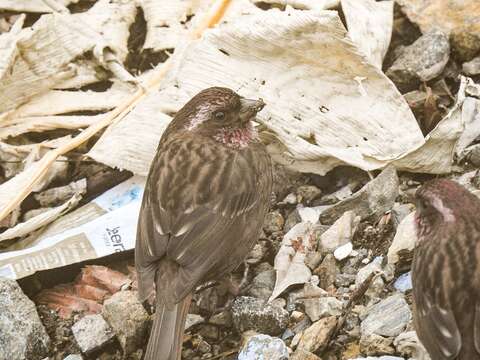 Image of Dark-rumped Rosefinch