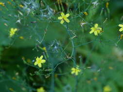 Image of wall lettuce