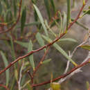 Acacia dodonaeifolia (Pers.) Balb. resmi