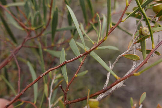 Acacia dodonaeifolia (Pers.) Balb. resmi