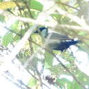 Image of Straw-backed Tanager