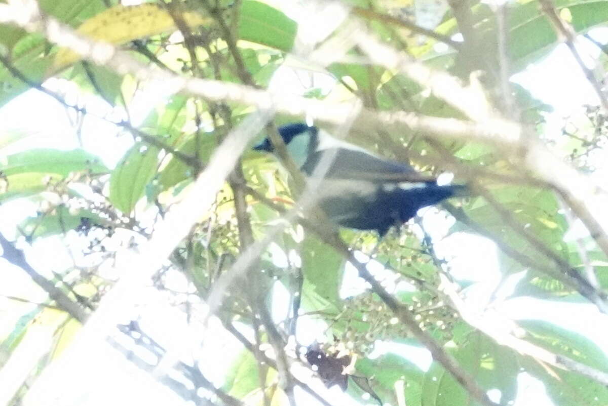 Image of Straw-backed Tanager