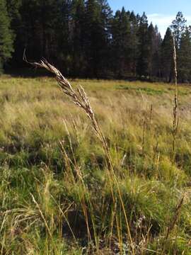 Image of Pringle's speargrass