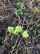 Image of American globeflower