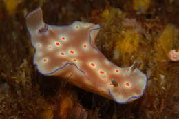 Image of Ceratosoma trilobatum (J. E. Gray 1827)