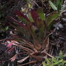 Image of Tillandsia complanata Benth.