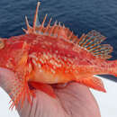 Image of Red Scorpionfish