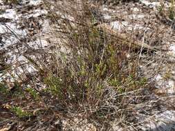 Image of Deckert's pinweed