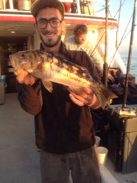 Image of Kelp bass