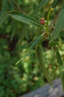 Image of Sapium haematospermum Müll. Arg.