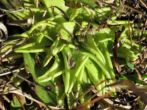 Image of blueflower butterwort