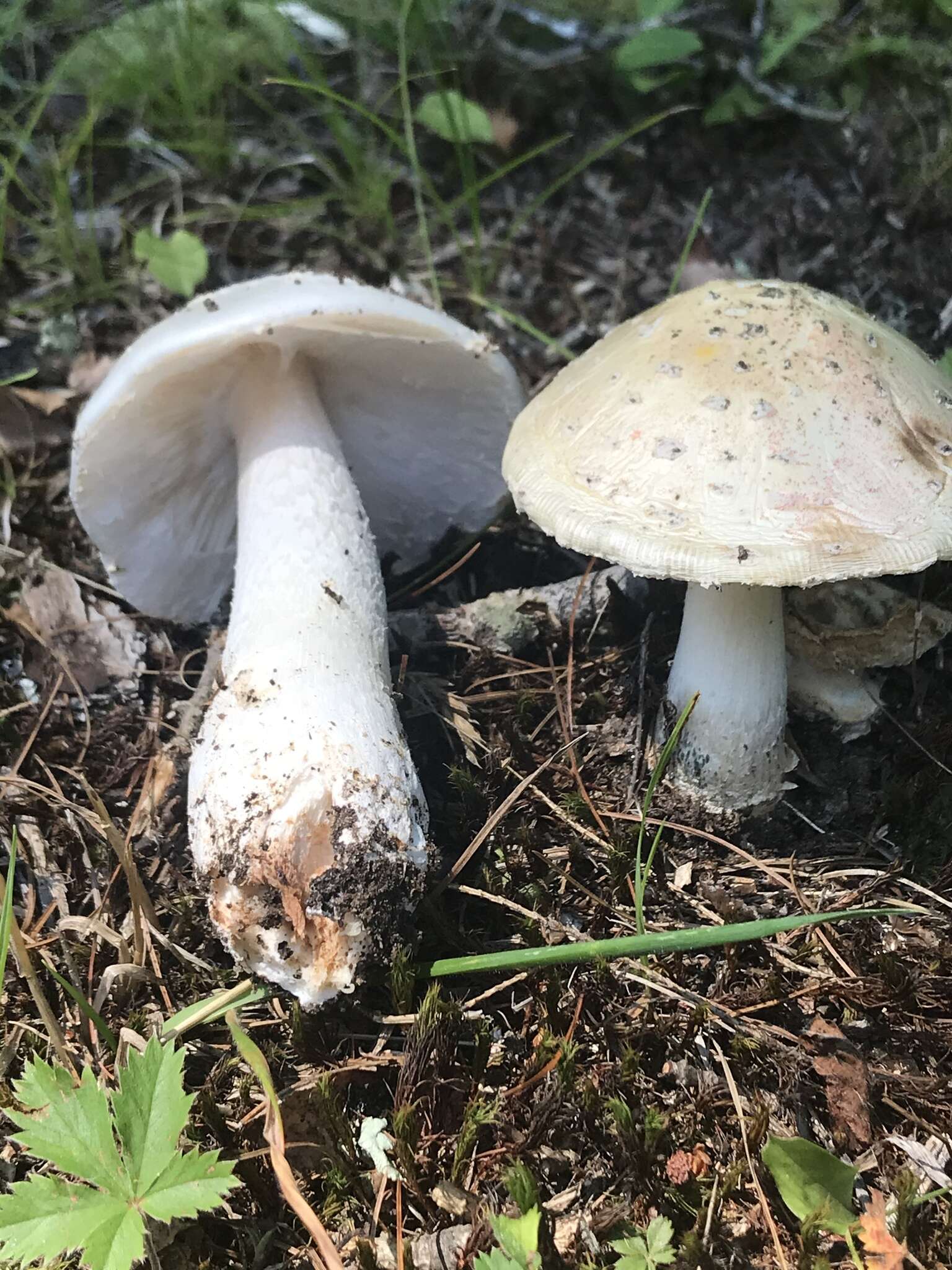 Image of Amanita canescens D. T. Jenkins 1982