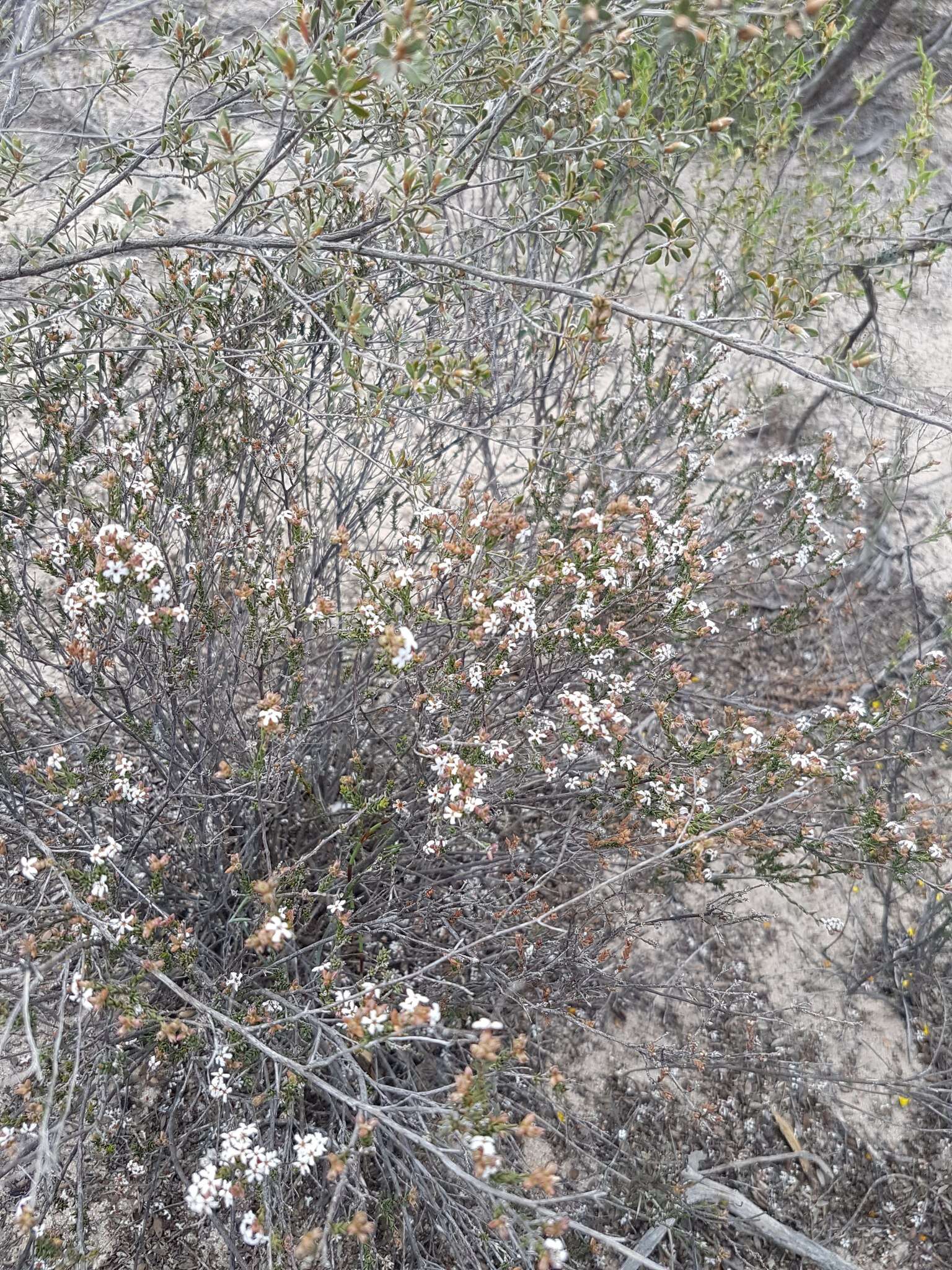 Image of Leucopogon virgatus (Labill.) R. Br.