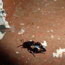 Nicrophorus (Nicrophorus) nepalensis (Hope 1831) resmi