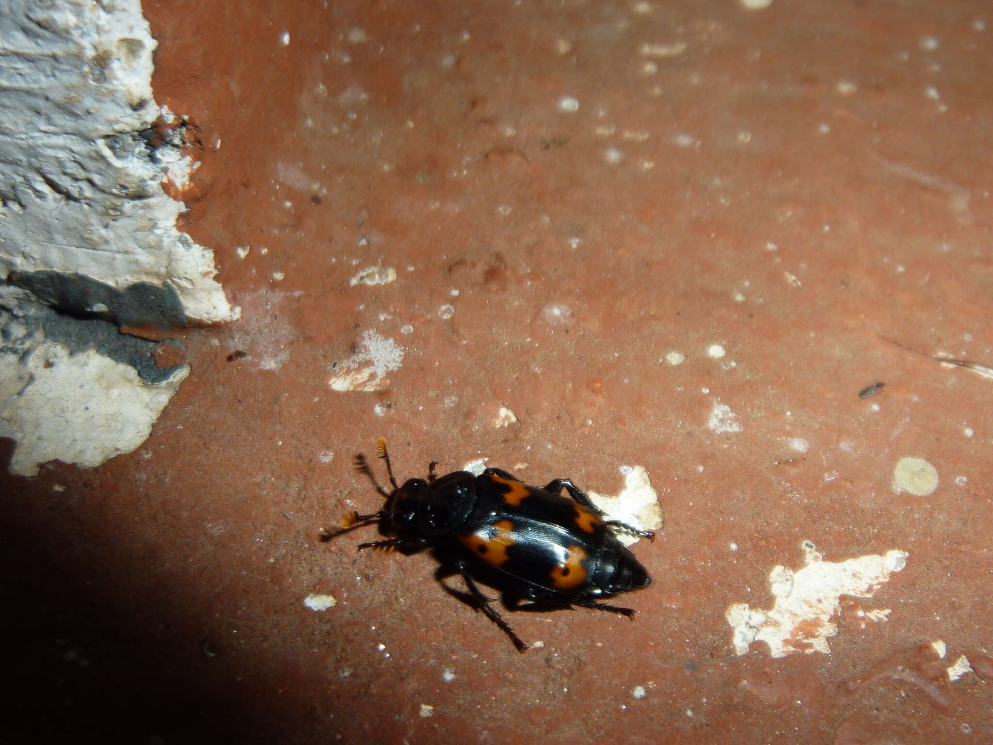 Nicrophorus (Nicrophorus) nepalensis (Hope 1831) resmi