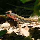 Image of Delicate Ameiva