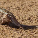 Image of Golden Fringe-fingered Lizard