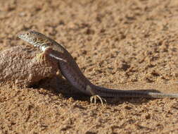 Image of Golden Fringe-fingered Lizard