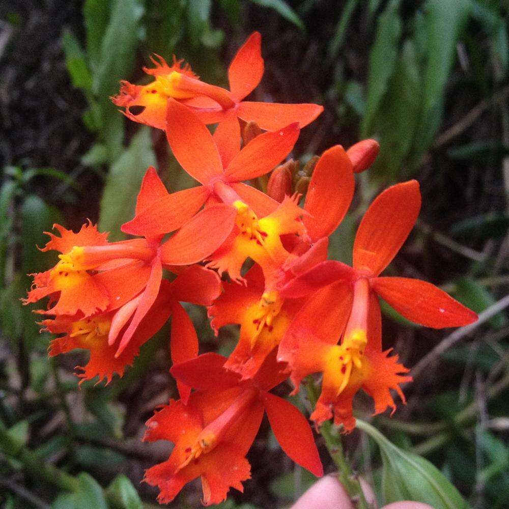 Plancia ëd Epidendrum radicans Pav. ex Lindl.