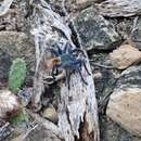 Image of Greenbottle Blue Tarantula