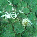 Image of Fluorescence grass coral