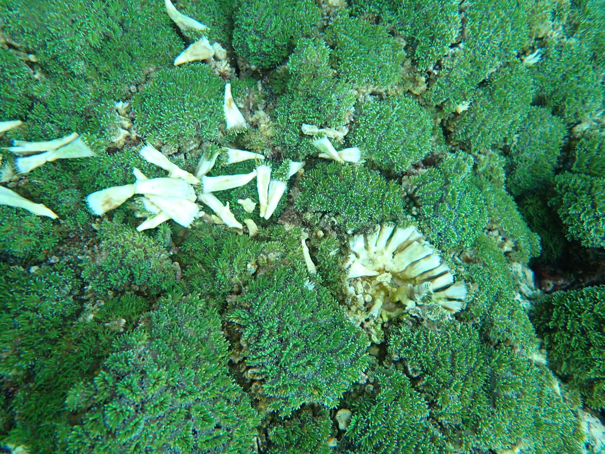 Image of Fluorescence grass coral