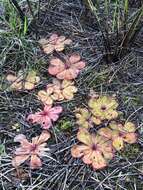 Image of Drosera monantha (Lowrie & Carlquist) Lowrie