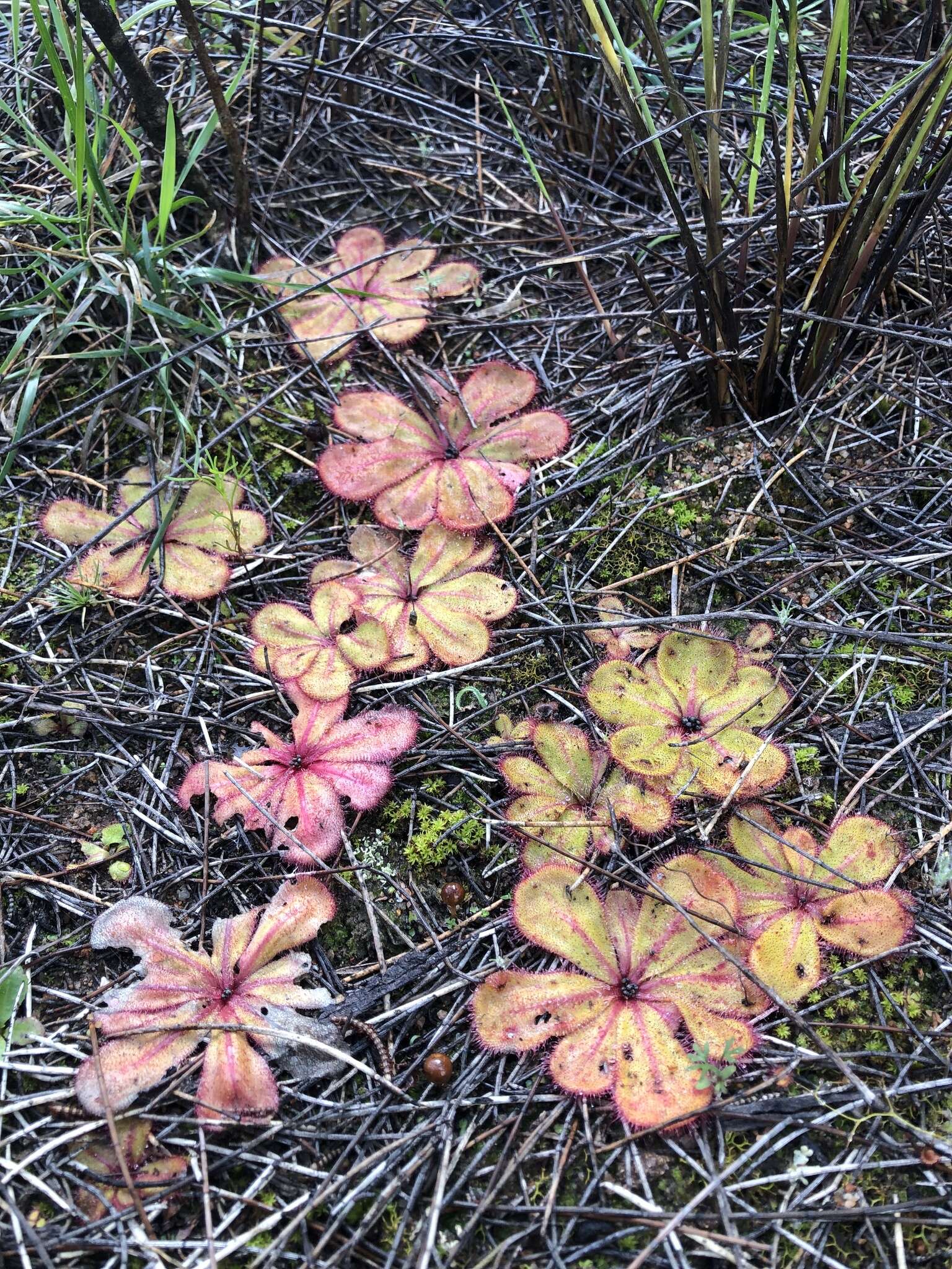 Image of Drosera monantha (Lowrie & Carlquist) Lowrie