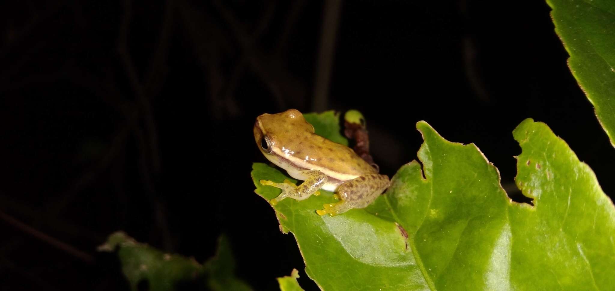 Image of Painted Treefrog