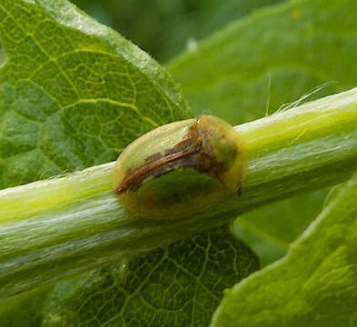 Imagem de Cassida (Cassida) vibex Linnaeus 1767