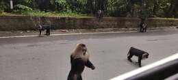 Image of Lion-tailed Macaque