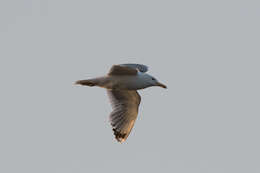 Image of Caspian Gull