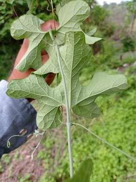 Imagem de Melothria trilobata Cogn.