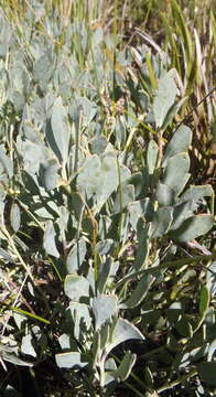 Image de Rafnia rostrata subsp. pluriflora