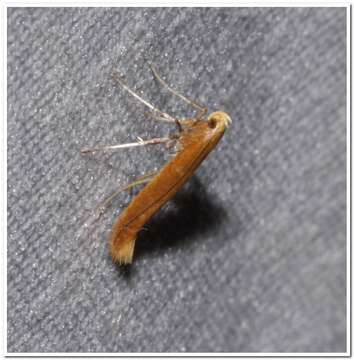 Imagem de Caloptilia invariabilis (Braun 1927)