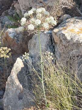 Image of Thapsia scabra (Cav.) Simonsen, Rønsted, Weitzel & Spalik