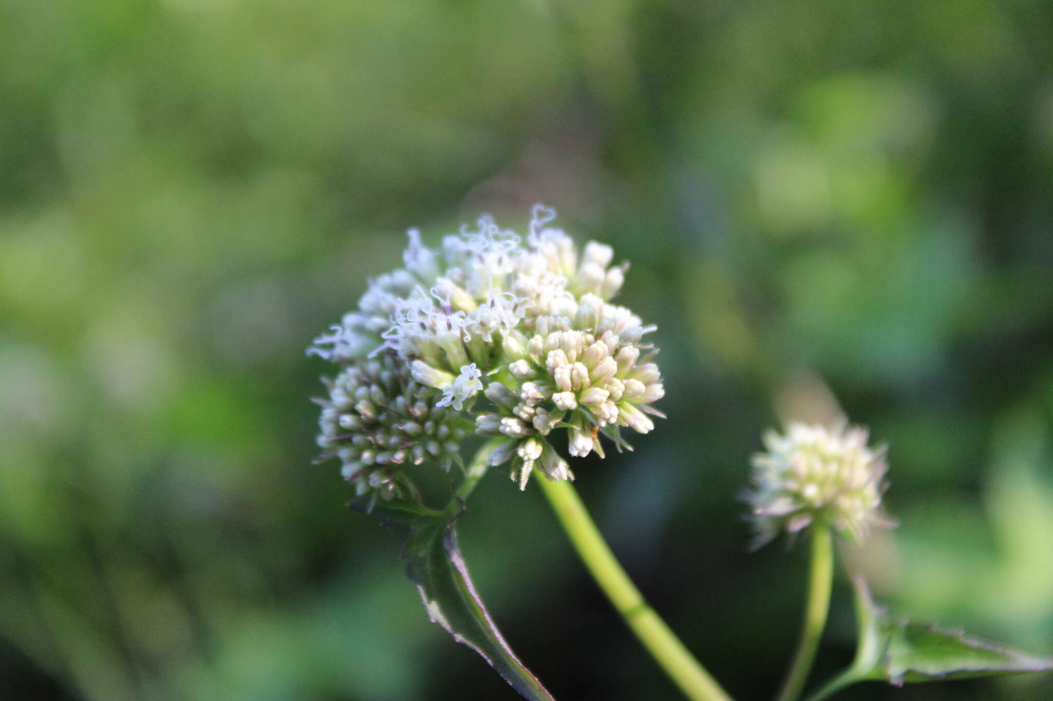 Mikania periplocifolia Hook. & Arn. resmi