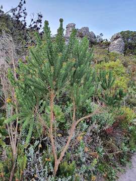 Image of Aspalathus capitata L.