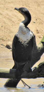 Imagem de Phalacrocorax carbo lucidus