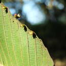 Image de Dillenia pentagyna Roxb.