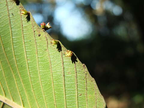 Imagem de Dillenia pentagyna Roxb.