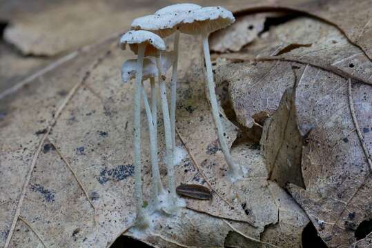 Image of Resinomycena rhododendri (Peck) Redhead & Singer 1981