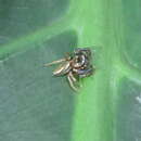 Image of Jumping spider