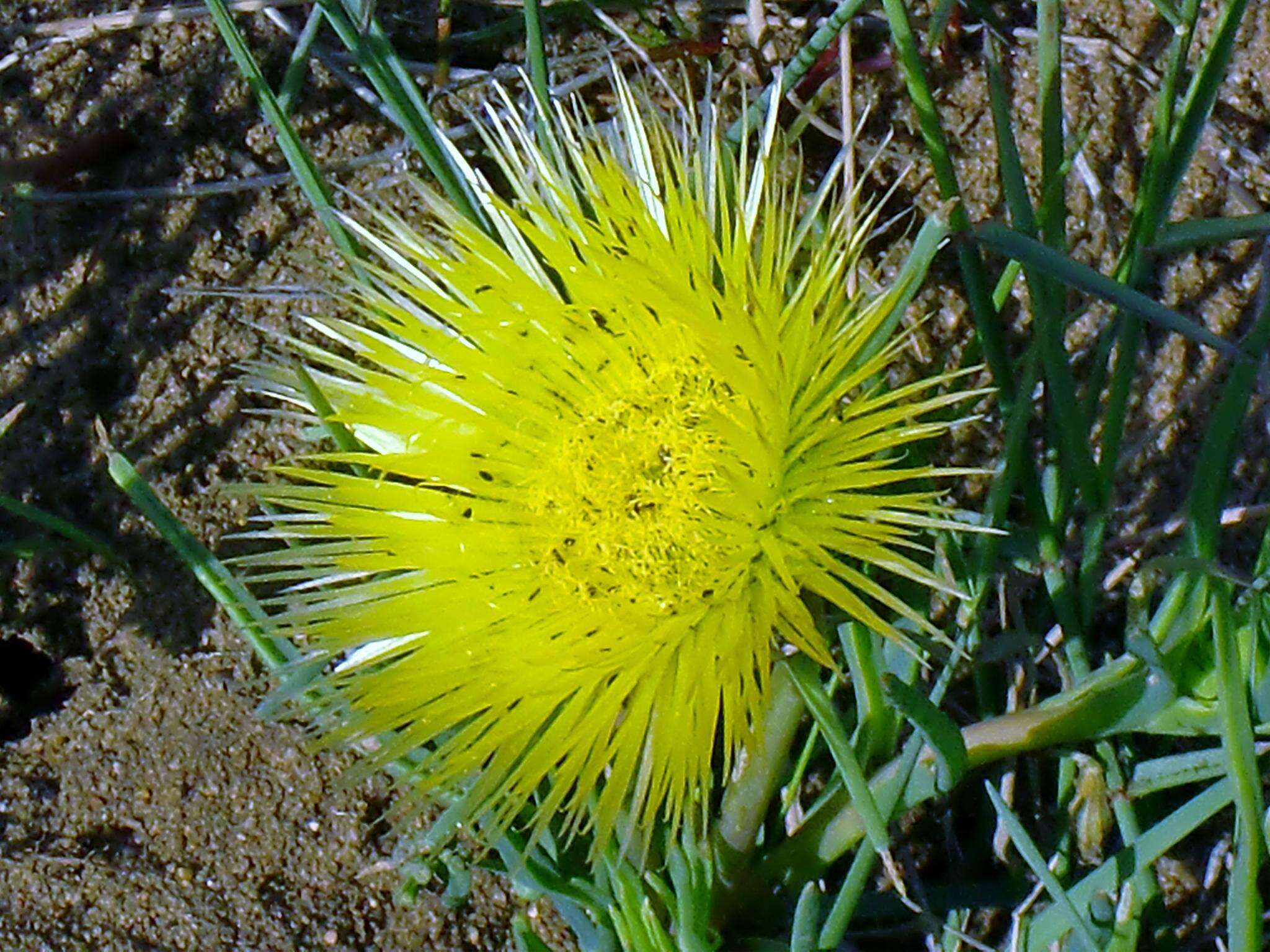 Imagem de Conicosia pugioniformis subsp. muirii (N. E. Br.) Ihlenfeldt & Gerbaulet