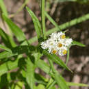 Imagem de Anaphalis margaritacea subsp. margaritacea
