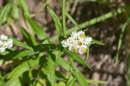 Image of Anaphalis margaritacea subsp. margaritacea